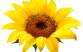 Желтая подсолнух без текста или упаковки - МАРГАРЕТ КЛП