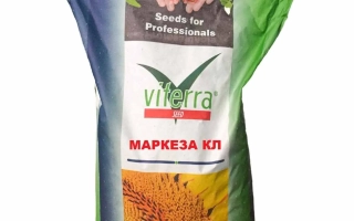 Мешок семян подсолнечника Маркеза КЛ от бренда Vikerra