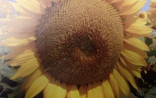 Солнечник на фоне поля - Марвин