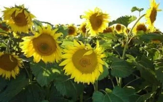 Поле соняшника з яскравими квітами на фоні неба - МАС 80 Д