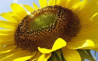 Солнцелистое поле с крупным планом цветка подсолнечника и логотипом MAISADOUR - МАС 82 А