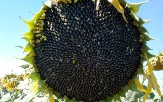 Sunflower in field, close-up of mature head with dark seeds - MAS 83 R