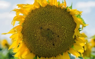 Солнечник на поле, без названия продукта - МАС 89 М