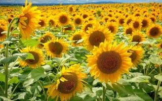 Поле подсолнечника с яркими цветами на фоне неба - Мастак