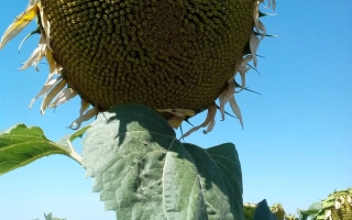 Созревший подсолнечник Матадор на фоне голубого неба