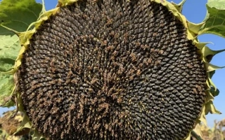 Созревший подсолнечник сорта Матрица на фоне голубого неба