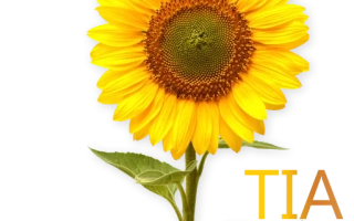 Солнечник с надписью MAT TIA на белом фоне - Маттиа