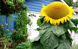 Солнцезерное поле на фоне синего дома - Мажор