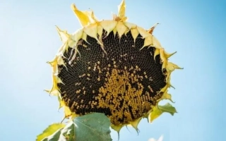 Солнечник на фоне голубого неба - Медуза