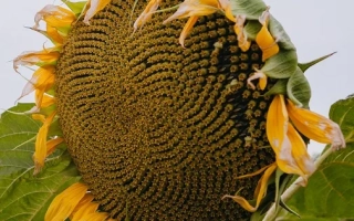 Солнцелист МЭРО ШТ | MERO ST - МЕРО ШТ