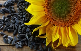 Сонячна квітка та насіння соняшника на дерев'яній поверхні - МЕТЕОР СЛ