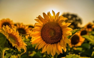 Поле подсолнухов на закате - Мирний