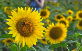Солнечник в поле с пчелой на цветке - МОХНАТЫЙ ШМЕЛЬ