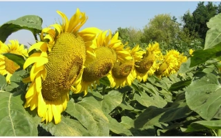 Поле соняшника МС СИРЕНА