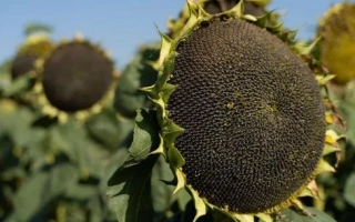 Сонячні квіти соняшника на фоні неба - Н 4 ЛМ 408