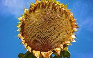 Солнцецвет подсолнечник на фоне голубого неба - Н4Х205 Е