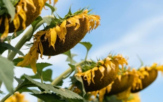 Солнечные цветы на фоне голубого неба - Н4Х422 КЛ