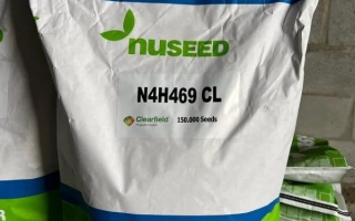 Мешок семян подсолнечника N4H469 CL от бренда Nuseed - Н4Х469 КЛ