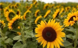 Поле подсолнечника с крупным планом цветка - Н4Х470 КЛП