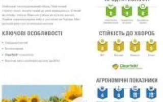 Солнечный подсолнечник Н4Х469 КЛ - Н4Л102 КЛ