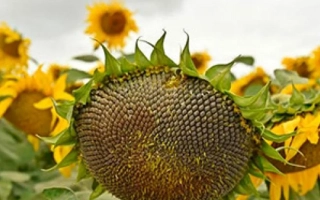 Солнечник на поле - Н4Л215 Е