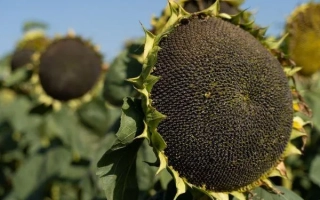 Солнечник на поле, крупный план зрелой головки - Н4Л472 КЛ