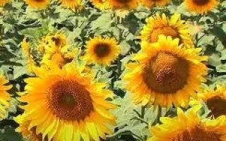 Поле подсолнечника с яркими цветами на фоне зелёной листвы - Н4ЛМ406