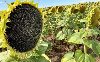 Солнечник на поле, крупный план зрелой головки с семенами - Н5Х493 КЛ