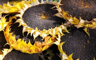 Созревшие подсолнухи с раскрытыми семенными головками - Неймар