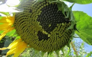 Созревший подсолнух сорта НК Ададжио на фоне неба