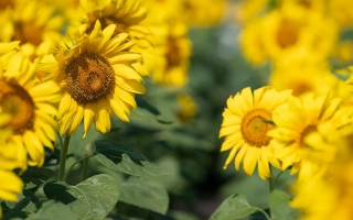 Солнечные цветы подсолнечника на фоне зелёных листьев - НК Октава