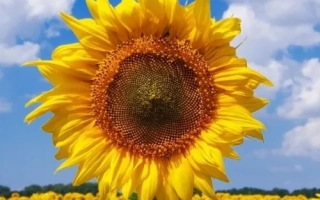 Поле соняшника з великою квіткою на передньому плані - НОРД