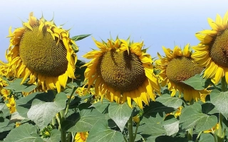 Поле подсолнухов - НОУМЕА