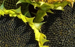 Macro shot of sunflower petals against seed background - NS 26 A X H 1002 B