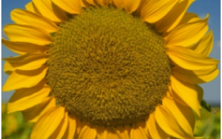 Солнечное поле с крупным планом цветка подсолнечника - НС Х 1749