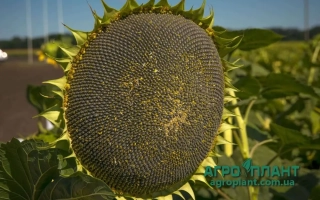 Солнечник сорта НС Х 2649 на поле