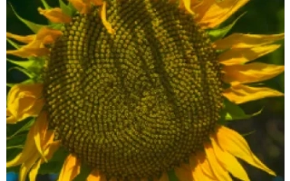 Солнечник на фоне неба - НС Х 26749