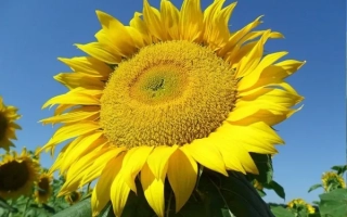 Солнцецветущее поле подсолнухов на фоне голубого неба - НС Х 26752