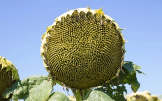 Солнечник на поле, крупный план зрелой головки - НС Х 32