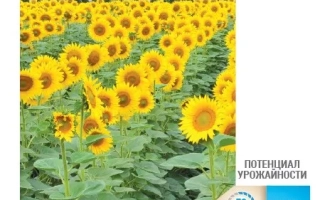 Солнечные подсолнухи на поле с иконками характеристик сорта - НС Х 4916