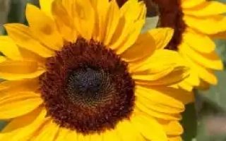 Соняшник на полі, що відповідає категорії Підсоняшник - НС Х 6773