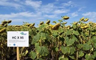 Знак з написом HC X 95 на фоні соняшнику - НС Х 95