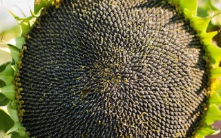 Созревший подсолнечник сорта НС КОНСТАНТИН ОР