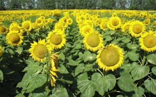 Поле подсолнечника NS OSKAR - НС ОСКАР