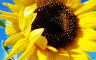 Солнечный цветок на фоне голубого неба, относится к категории Подсолнечник - НС Сумо 2018