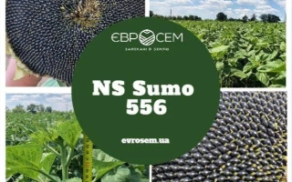 Солнечник NS Sumo 556 на фоне поля и семян - НС Сумо 2019