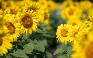 Поле подсолнухов без видимого продукта или упаковки - ОКСИ