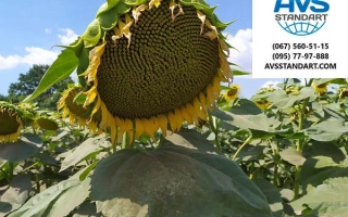 Соняшник на полі з логотипом AVISUNDA - Оптимум