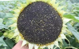 Соняшник сорту П 64 ЛЦ 108 на фоні листя