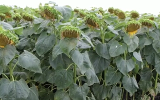 Поле соняшника П 64 ЛЕ 99